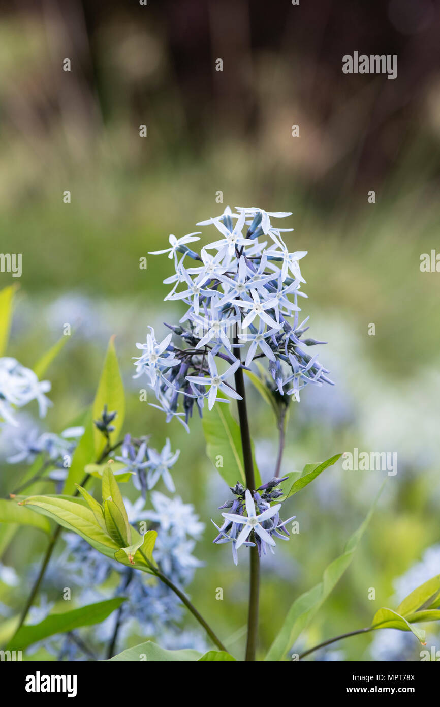 Amsonia tabernaemontana var. salicifolia. Eastern blue star flowers in spring. UK Stock Photo