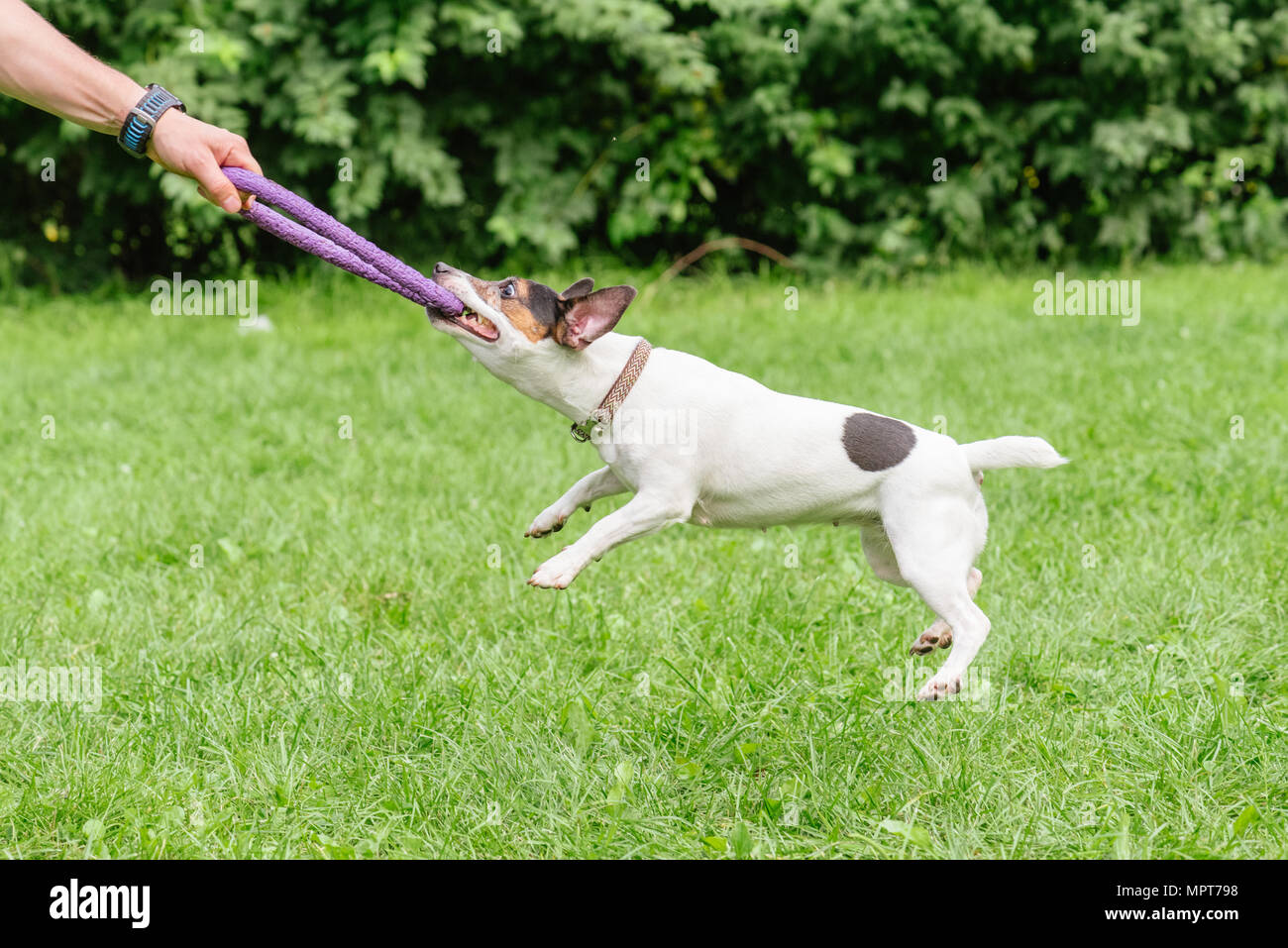 Man playing tug-of-war game with Jack Russell Terrier dog and puller toy Stock Photo