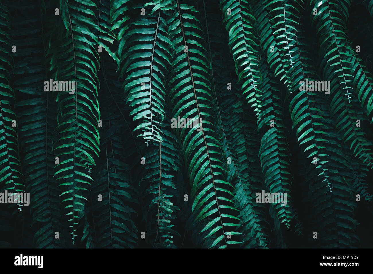 Tropical green leaves on dark background Stock Photo - Alamy