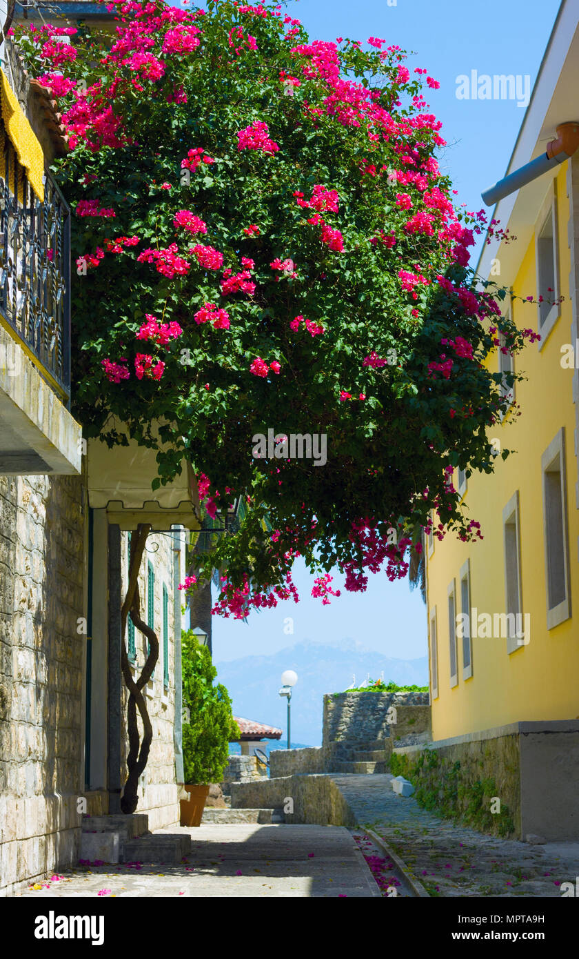 Narrow street and tree with flowers in Herceg Novi, Kotor Bay, Montenegro Stock Photo