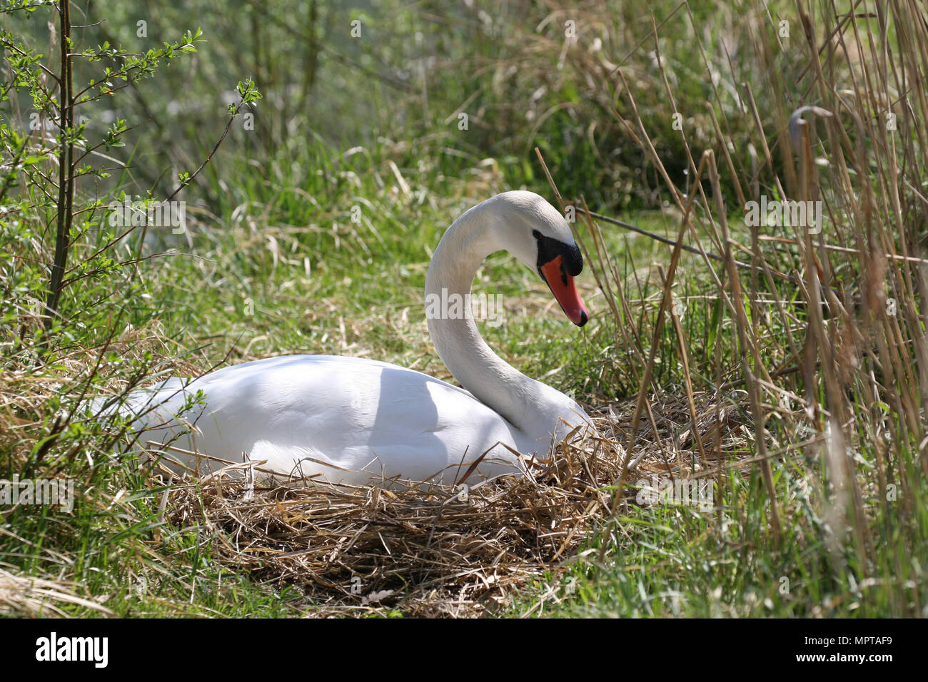 Mute swan (Cygnus olor), Female sitting on the nest, Allgäu, Bavaria, Germany Stock Photo