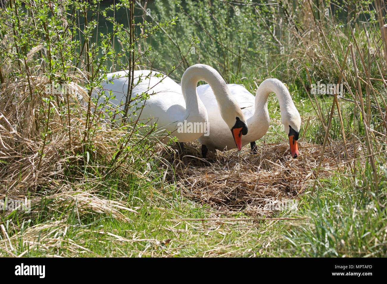 Mute swans (Cygnus olor), animal pair, clutch at the river bank gets covered when leaving the nest, Allgäu, Bavaria, Germany Stock Photo