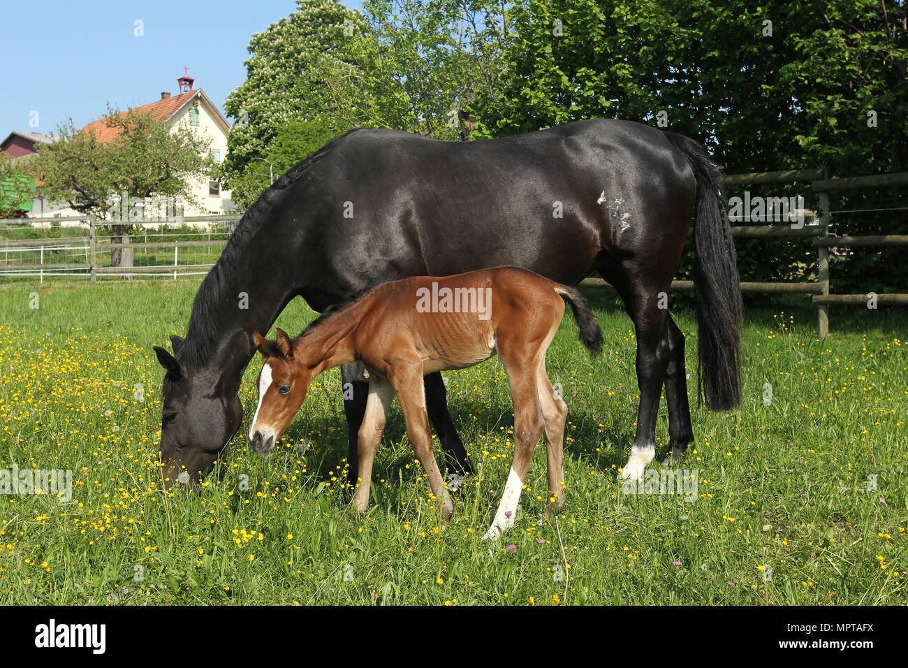 Rhinelander, mare with six days old foal, grazing on pasture, Allgäu, Bavaria, Germany Stock Photo