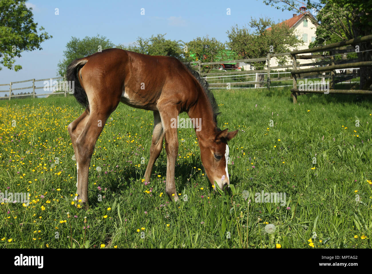 Six day old foal, Rhinelander, grazes on the pasture, Allgäu, Bavaria, Germany Stock Photo