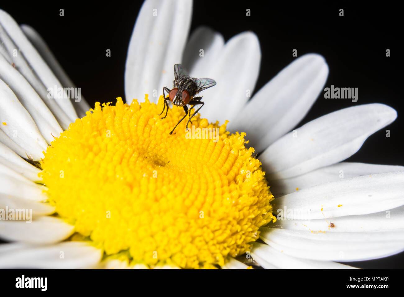 A fly rests on a wild daisy bloom. Stock Photo