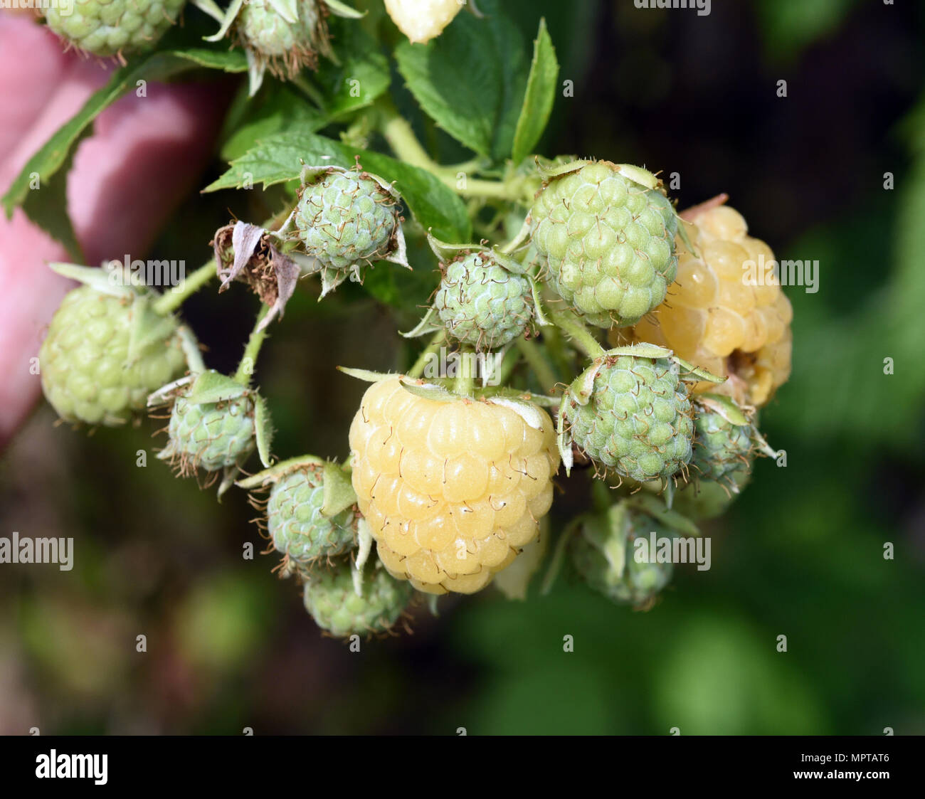 Himbeere, Gelbe, Elida, Golden Evereste, Rubus, idaeus Stock Photo