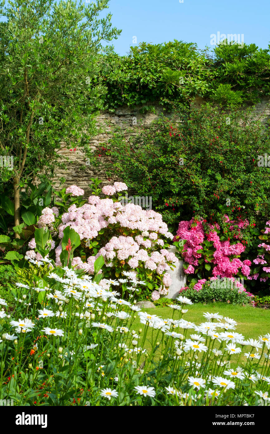UK gardens. A beautiful summer walled garden border flowerbed display including Marguerite Daisies and Hydrangeas Stock Photo