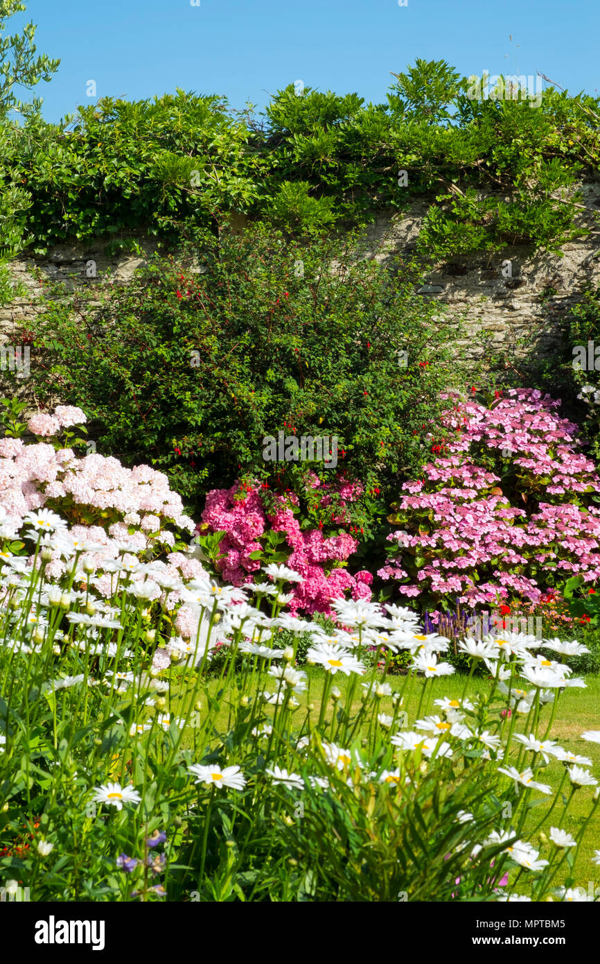 UK gardens. A beautiful summer walled garden border flowerbed display including Marguerite Daisies and Hydrangeas Stock Photo