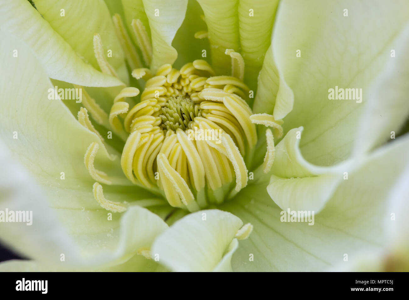 Middle of beautiful flower white green clematis closeup, macro