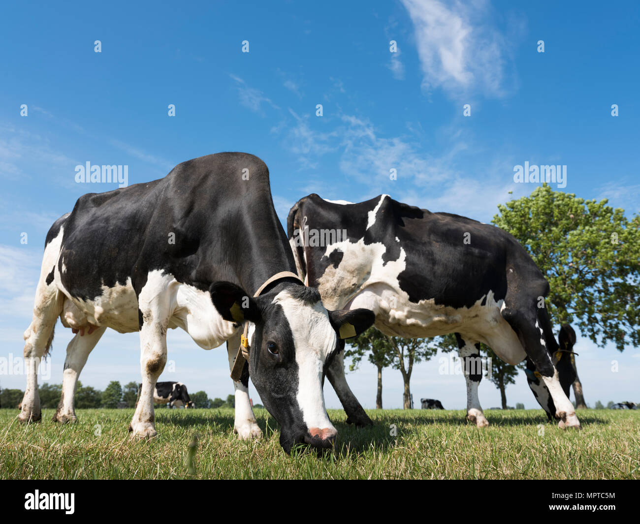 black and white cows graze in green grassy meadow with tree in the ...