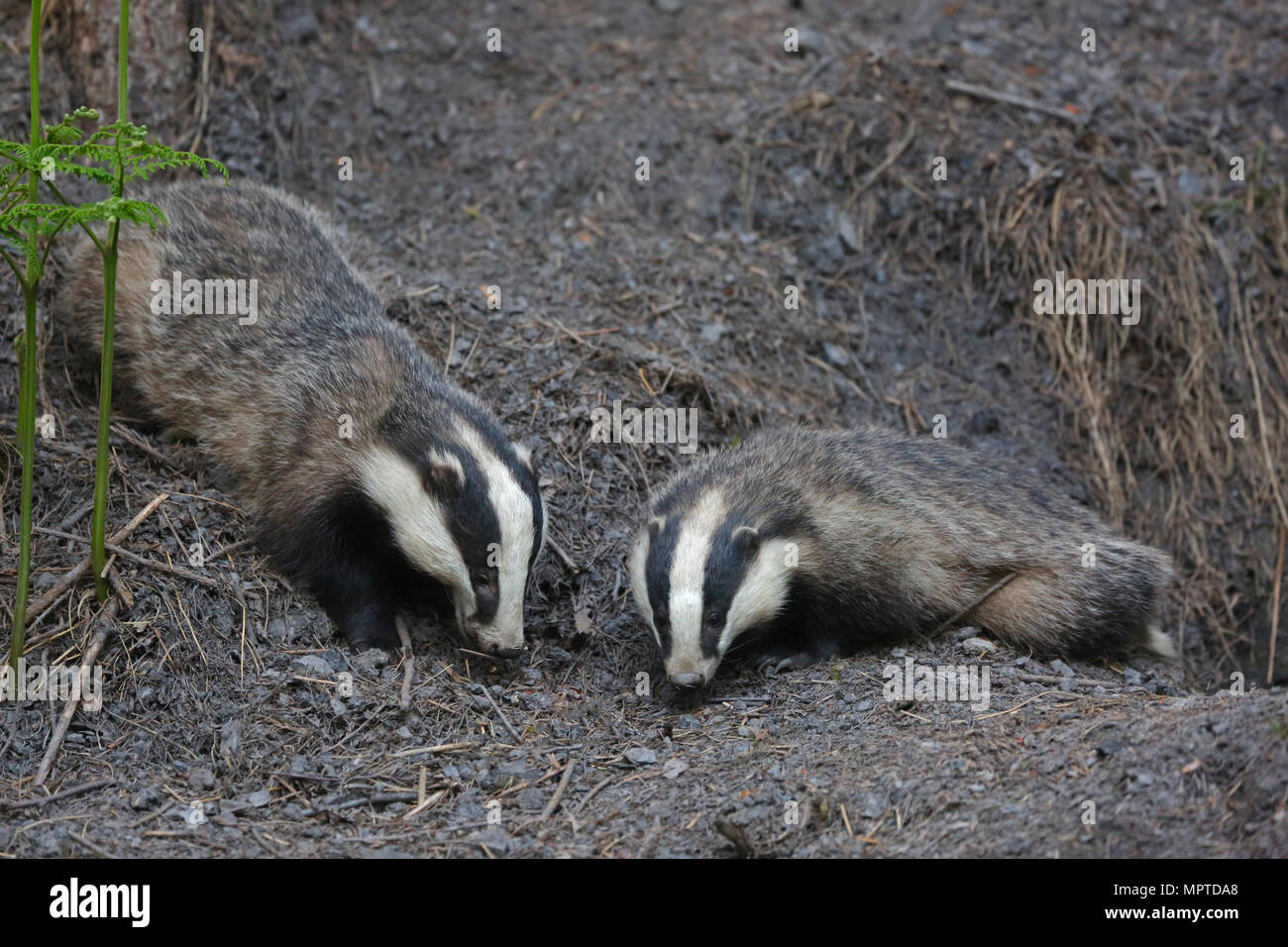 Badgers emerging from a sett in the Forest of Dean Stock Photo Alamy
