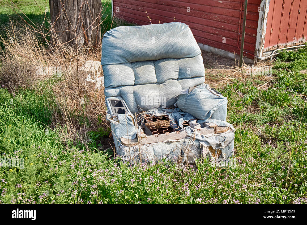 An old blue recliner chair has been left outside to gradually decompose in the weeds of an overgrown yard. Stock Photo