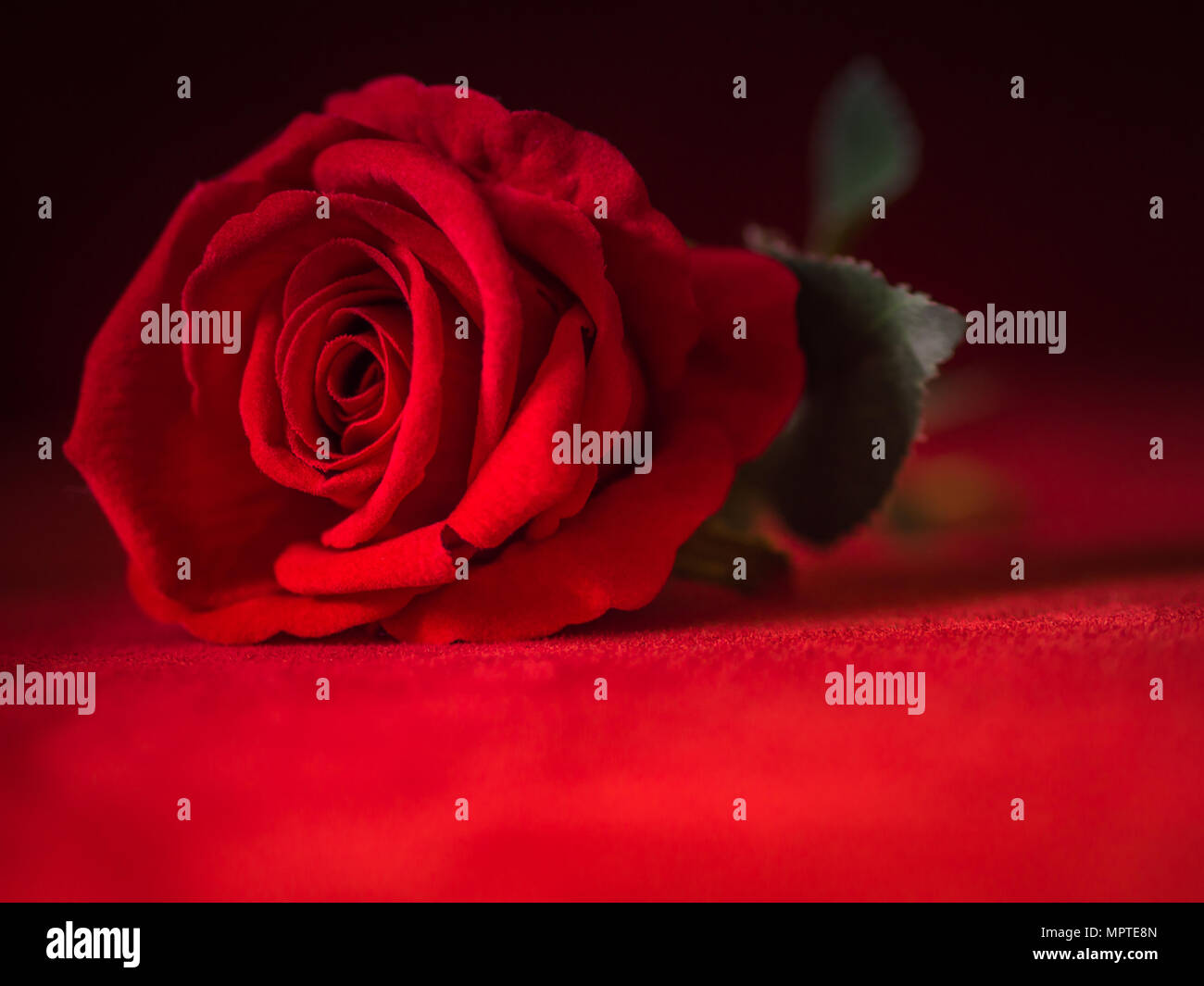Low key roses hi-res stock photography and images - Alamy
