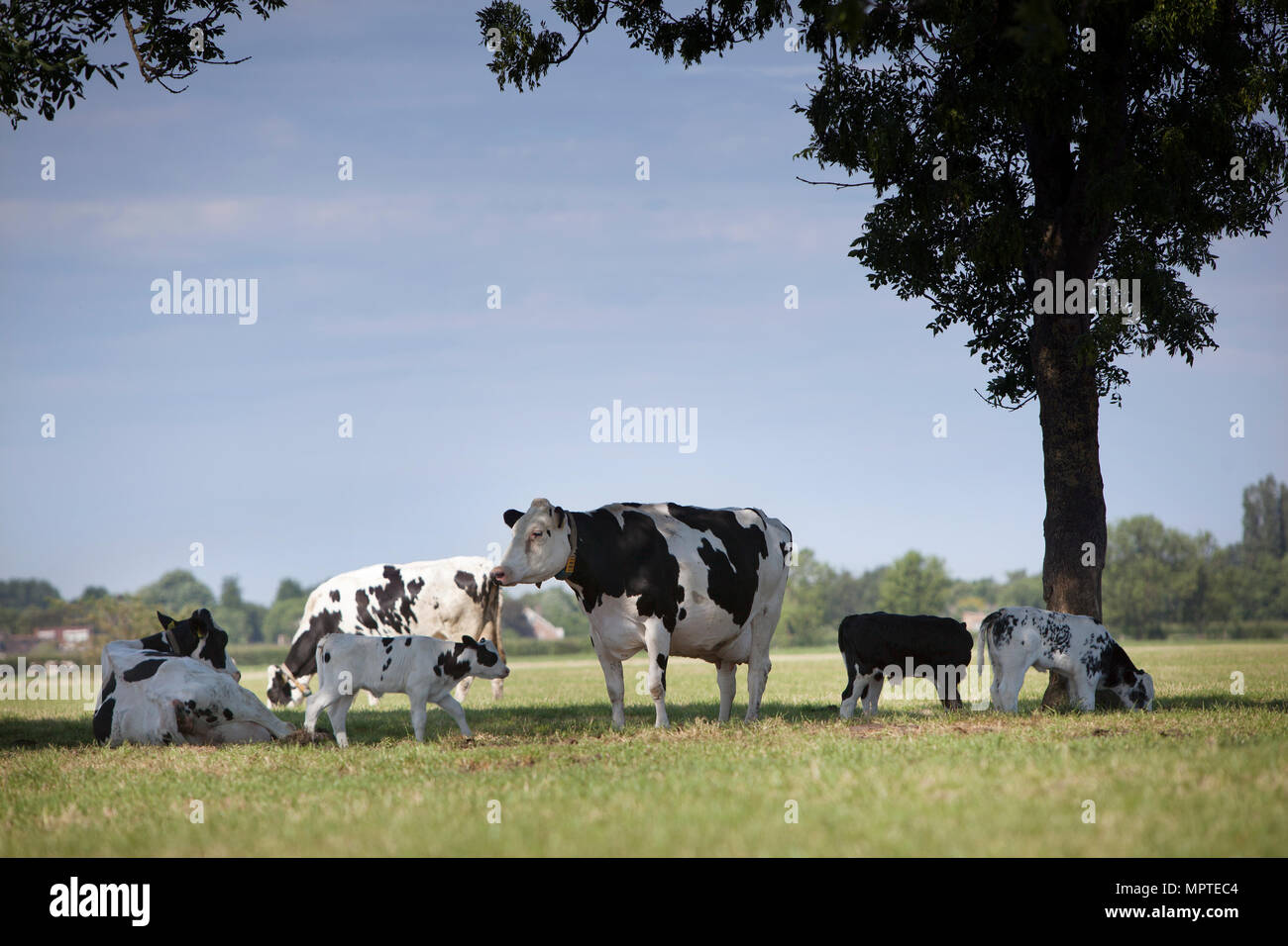 spotted cows and calves in meadow enjoy shadow of tree on sunny day in ...