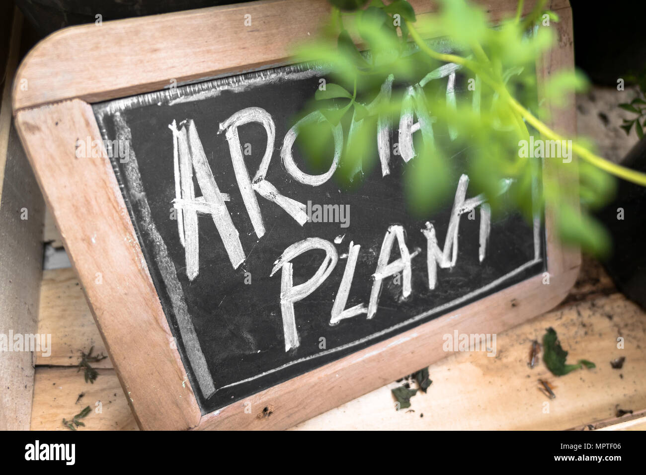 Small blackboard with 'Aromatic Plant' inscription. Selected focus. Candid shot made in a shop of flowers and plants. Stock Photo