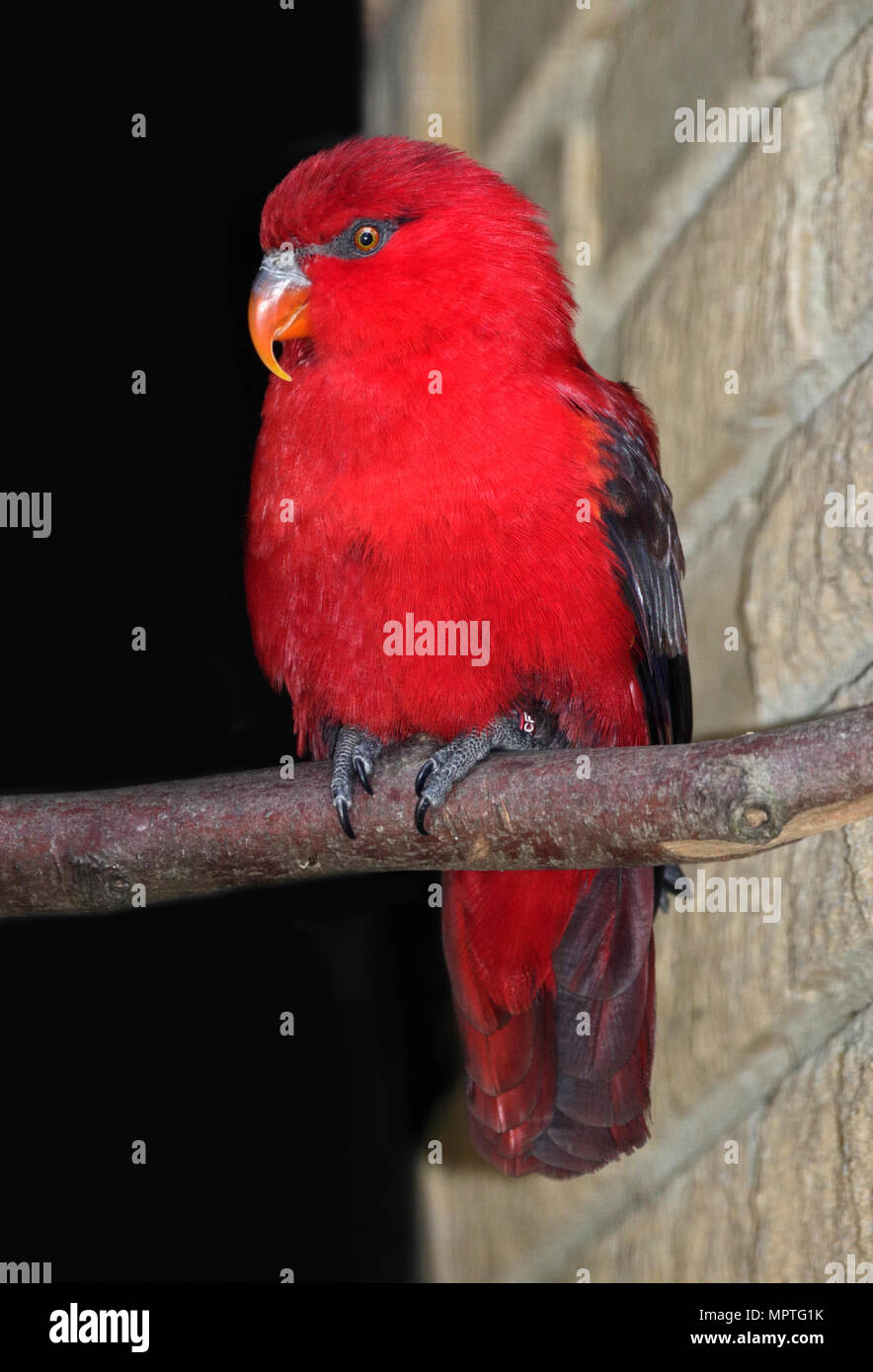 Yellow Backed Chattering Lory (lorius garrulous Stock Photo - Alamy