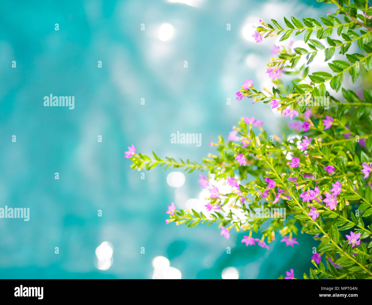 Soft focus beautiful purple Cuphea hyssopifolia flower with blue and green water background. Stock Photo