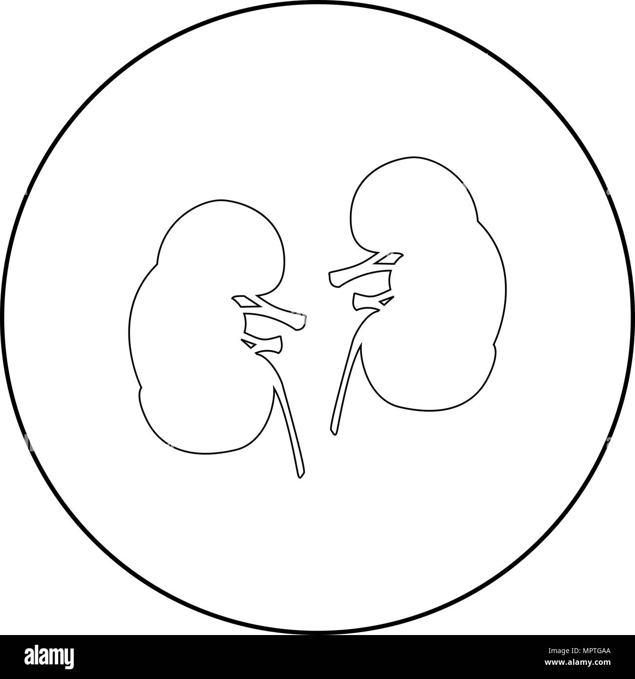 Kidney Black and White Stock Photos & Images - Alamy