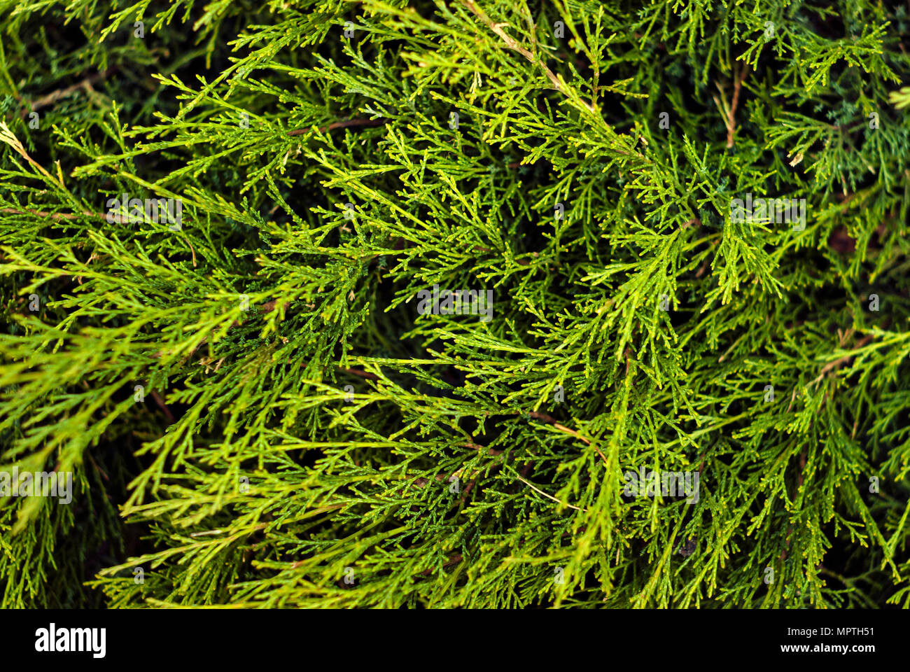 floral background - green soft coniferous twigs of live thuja Stock Photo