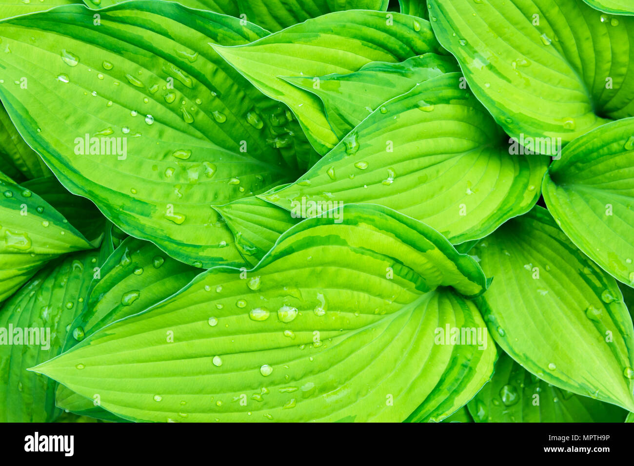 Wallpaper Water Leaves