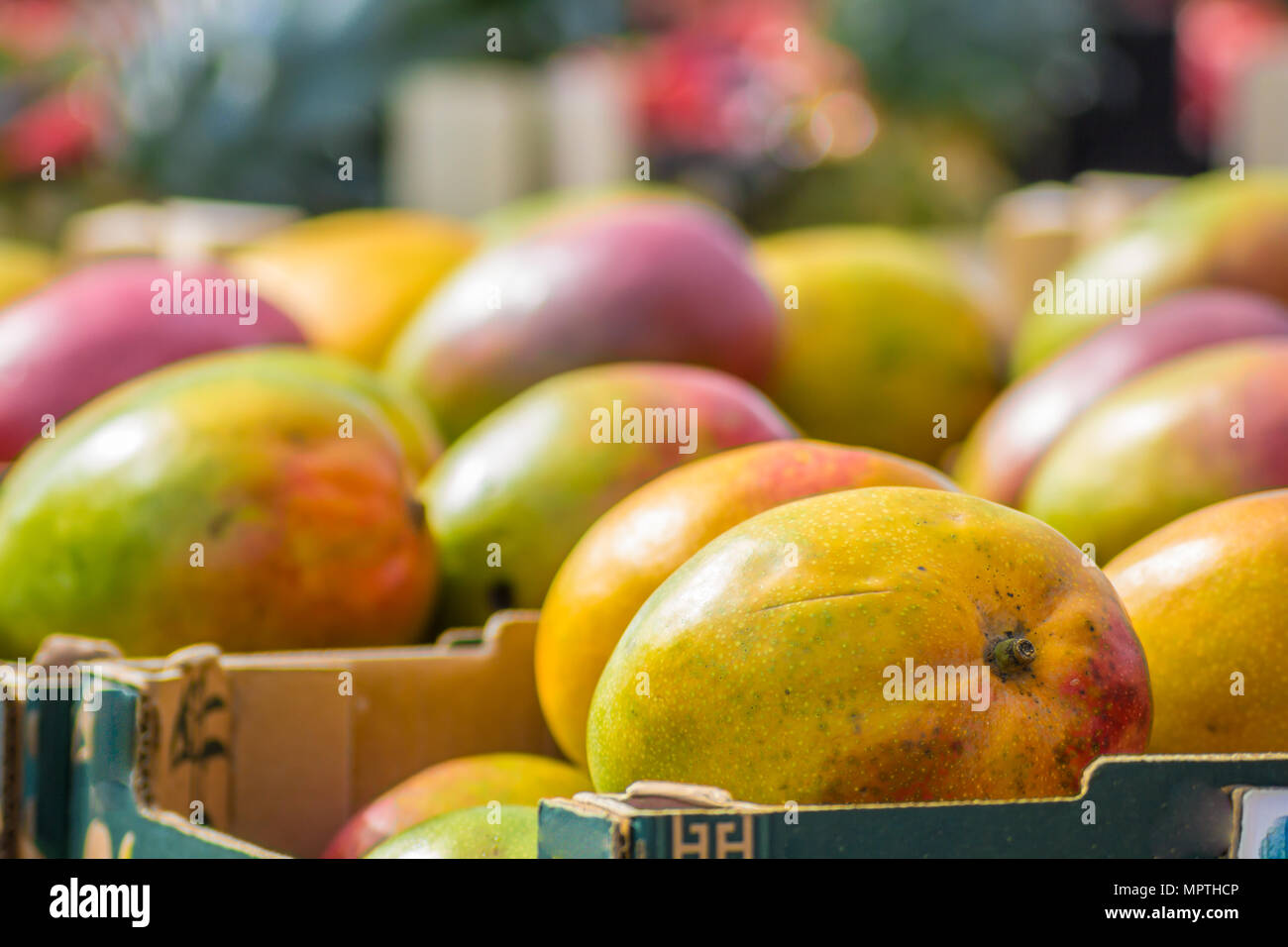 Box Of Mangoes High Resolution Stock Photography and Images - Alamy