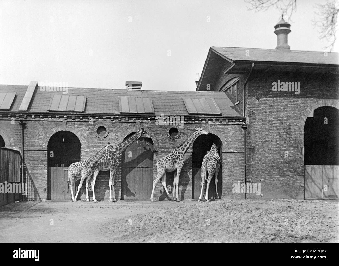 Giraffe House, Zoological Gardens, Regent's Park, London, 1912. Artist: Rupert Potter. Stock Photo