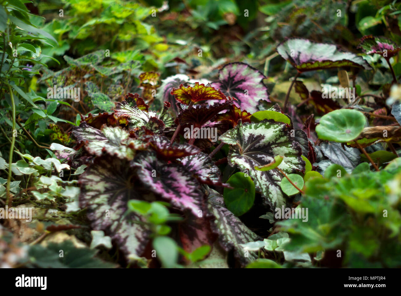 Various herbaceous plants hi-res stock photography and images - Alamy