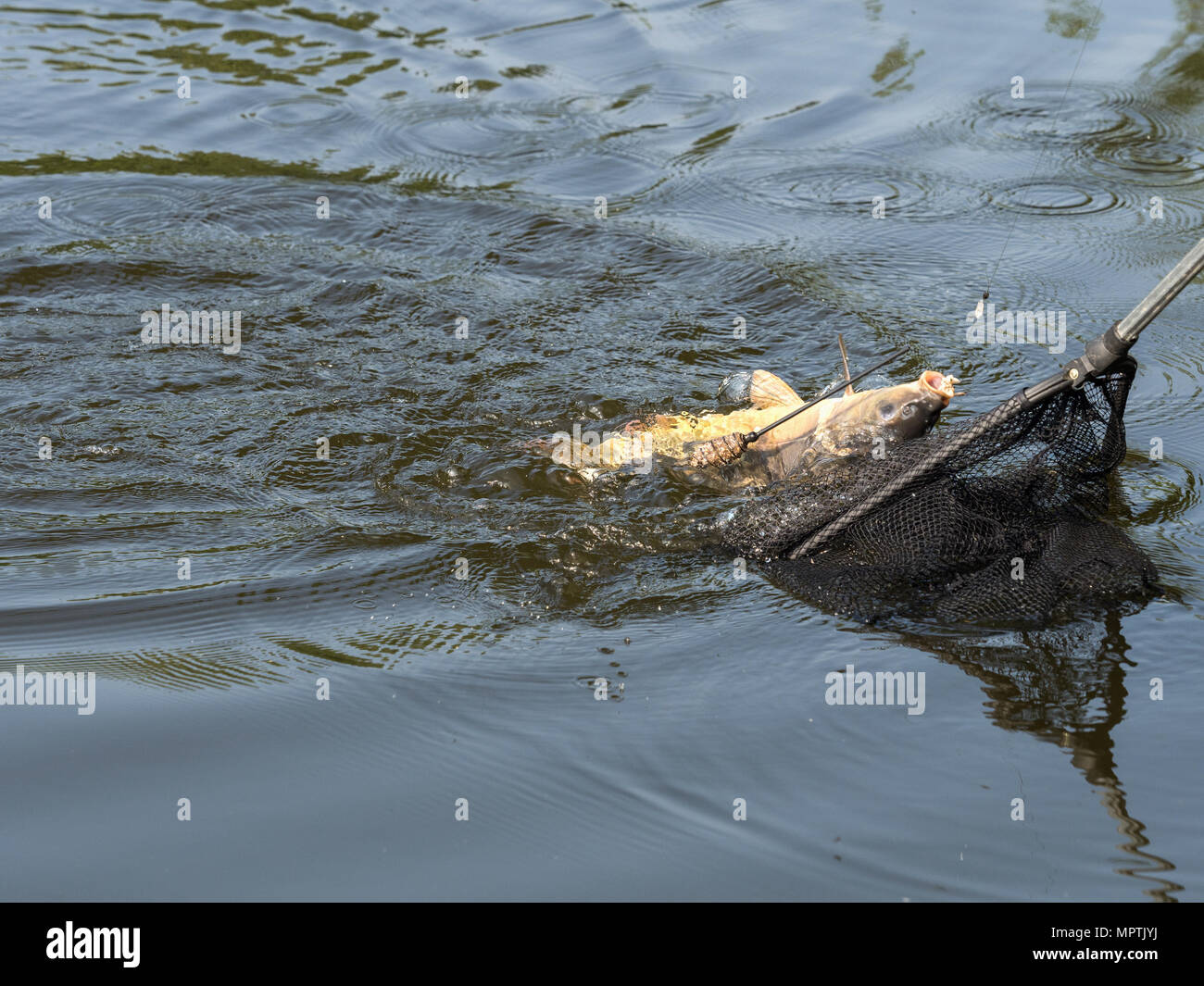 Landing carp hi-res stock photography and images - Alamy