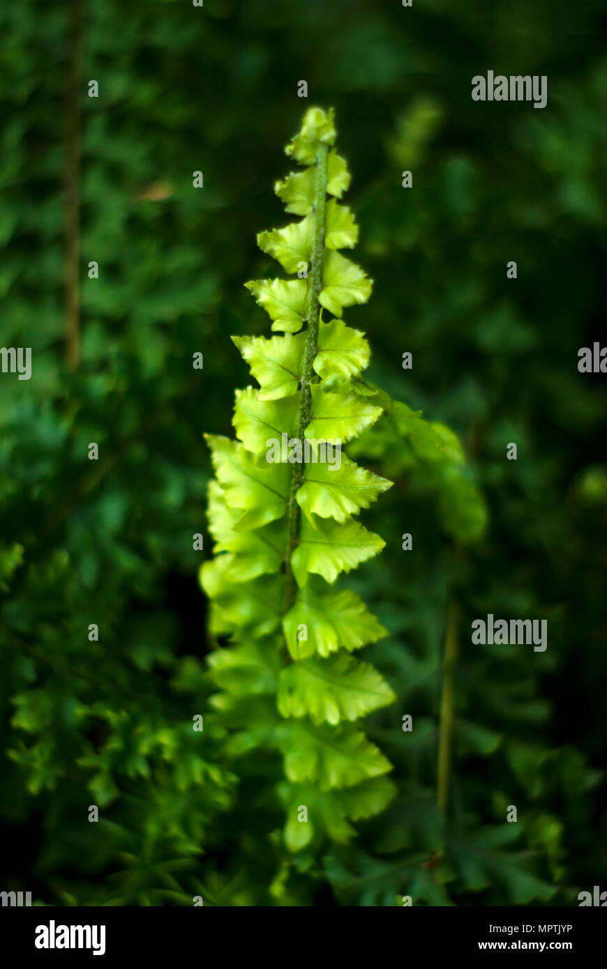 bright green juicy fresh leaf of fern (actually hepatic moss Jungermannia lycopodioides) on a dark blurry plant background Stock Photo