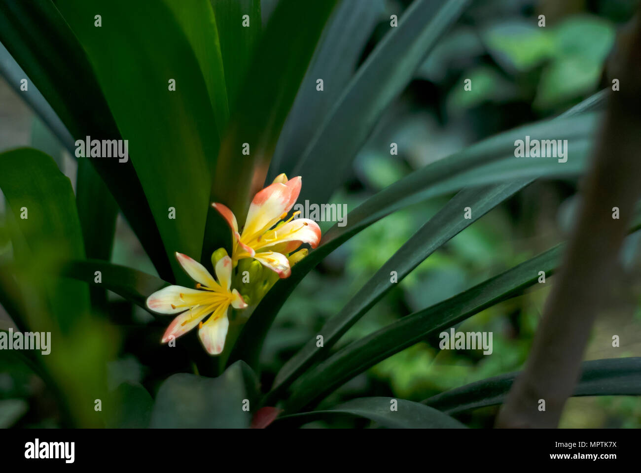 beautiful orange flowers of a clivia closeup on a blurred green floral background Stock Photo