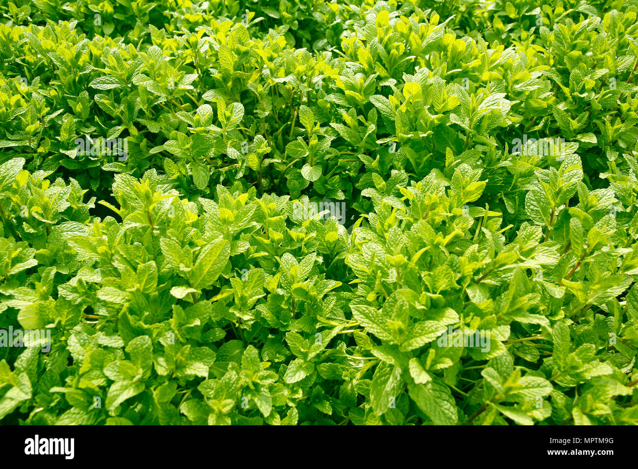 Mint plants. chlorophyll Stock Photo Alamy