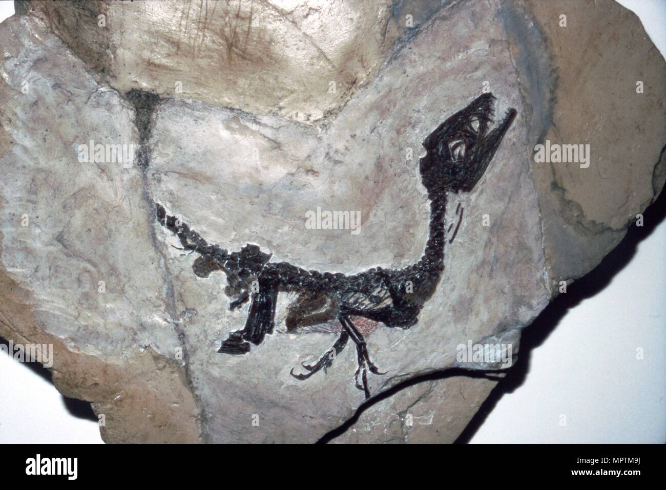 Cretaceous Dinosaur fossil, Mesozoic era. Artist Unknown Stock Photo Alamy