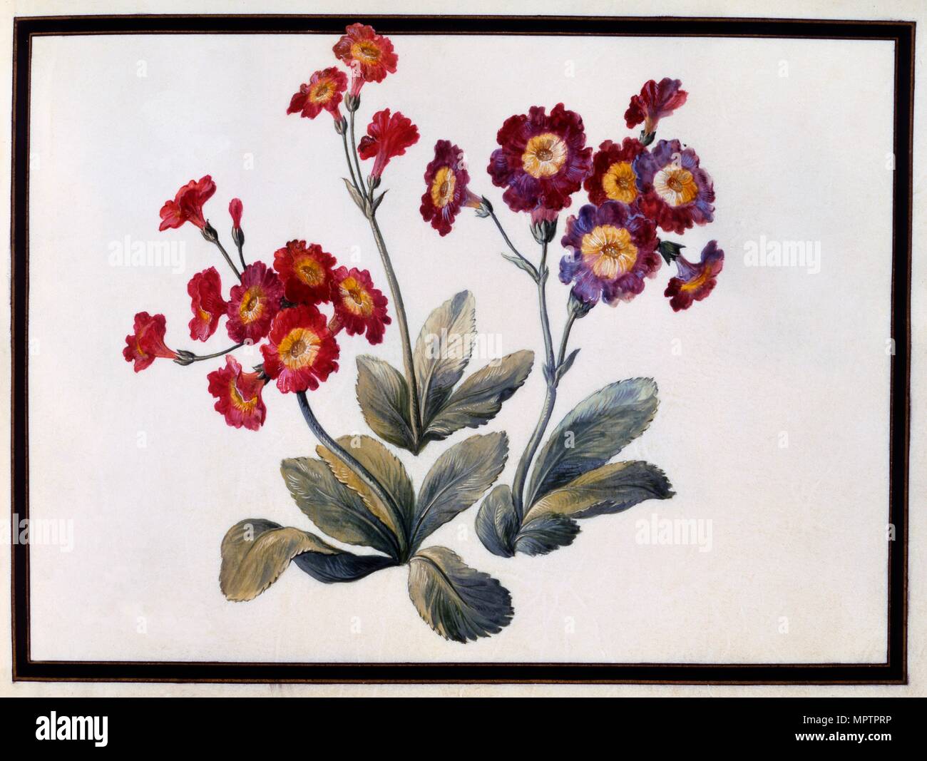 Auricula, c. 1690 (gouache on paper). Creator: Claude Aubriet (1665-1742). Stock Photo