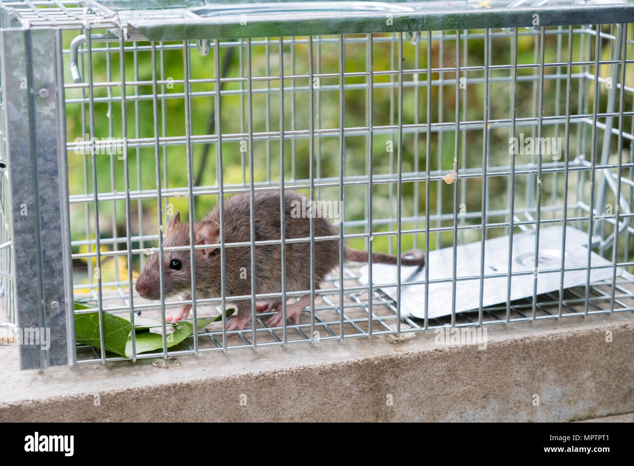 https://c8.alamy.com/comp/MPTPT1/wildlife-brown-rat-caught-in-a-humane-trap-rattus-norvegicus-MPTPT1.jpg