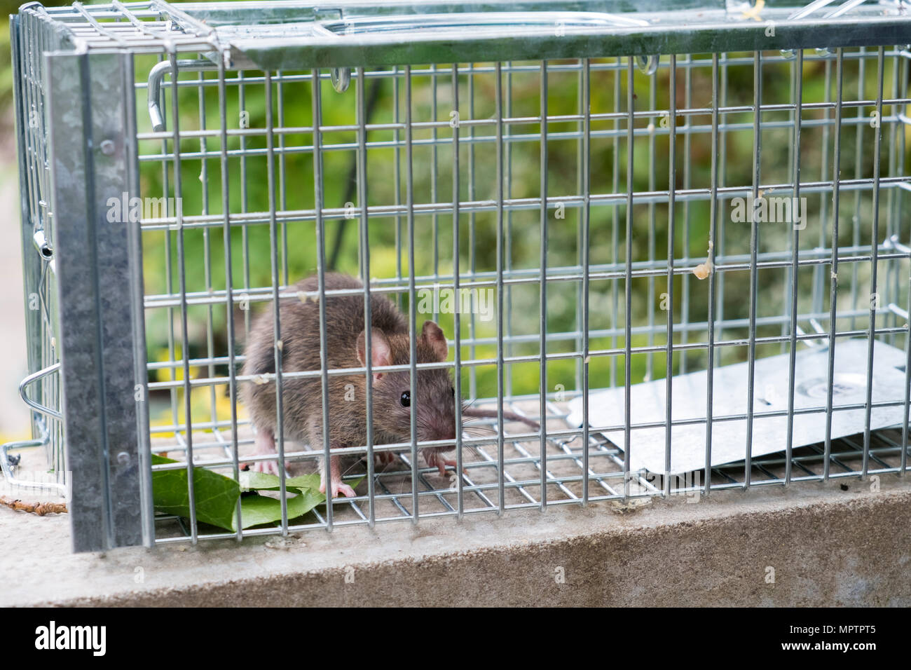 Caught in a rat trap hires stock photography and images Alamy