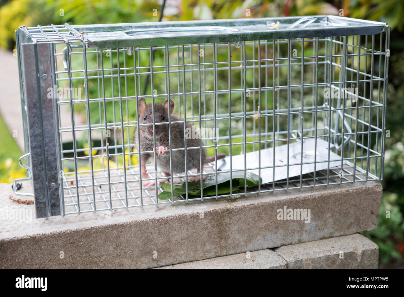 https://c8.alamy.com/comp/MPTPW5/wildlife-brown-rat-caught-in-a-humane-trap-rattus-norvegicus-MPTPW5.jpg