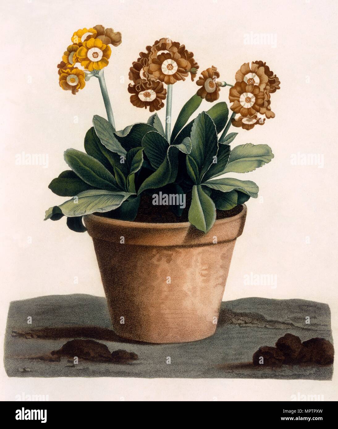 Auricula in a Pot, c. 1840's. Stock Photo