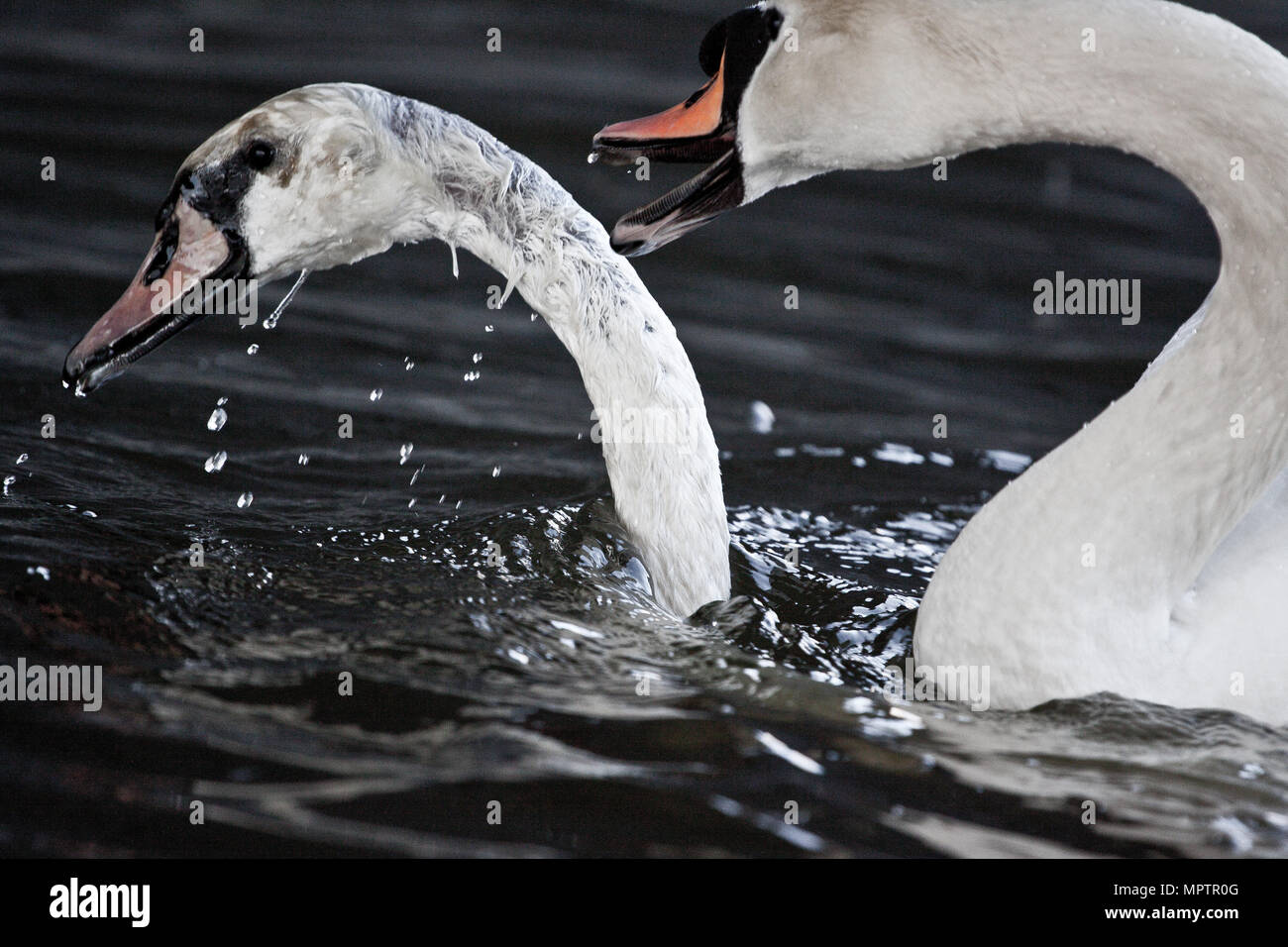 Mute swans mating on lake hires stock photography and images Alamy