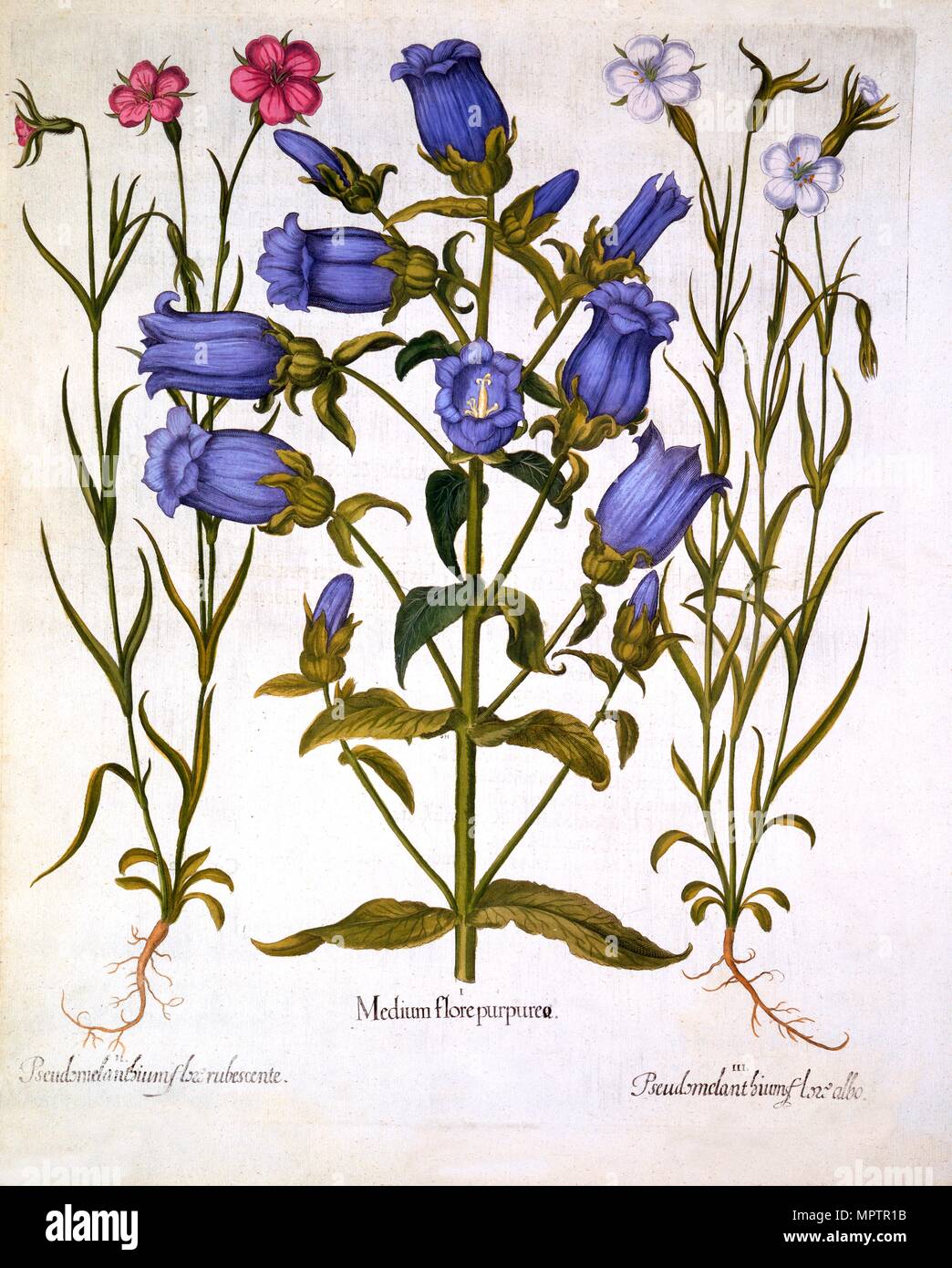 Canterbury Bells, and Corn Cockles, from 'Hortus Eystettensis', by Basil Besler (1561-1629), pub. 16 Stock Photo