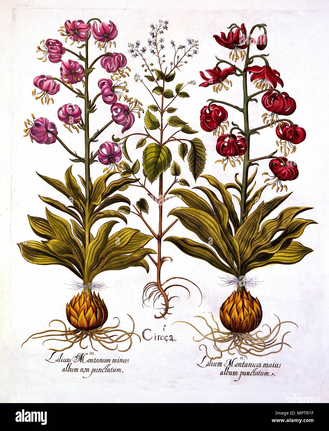 Turk's Cap Lily and Enchanter's Nightshade, from 'Hortus Eystettensis', by Basil Besler (1561-1629), Stock Photo