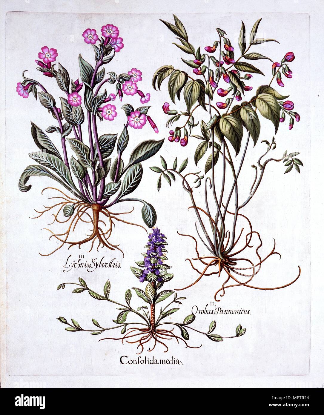 Creeping Bugle, Spring Vetch and Red Campion, from 'Hortus Eystettensis', by Basil Besler (1561-1629 Stock Photo