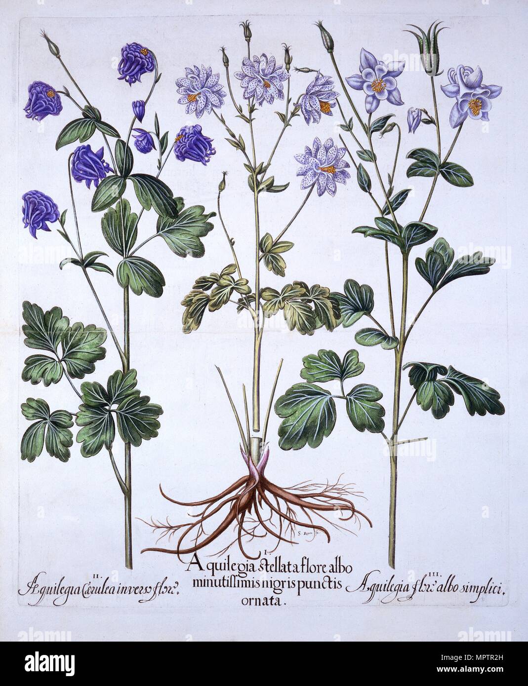 Aquilegia, from 'Hortus Eystettensis', by Basil Besler (1561-1629), pub. 1613 (hand-coloured engravi Stock Photo