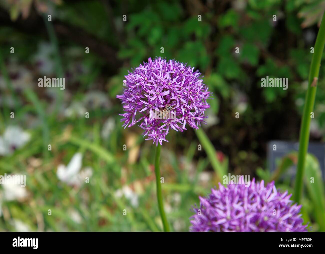 Bright purple, flowering  head of an Antylliss Montana plant hosting a bee on a sunny day. Stock Photo