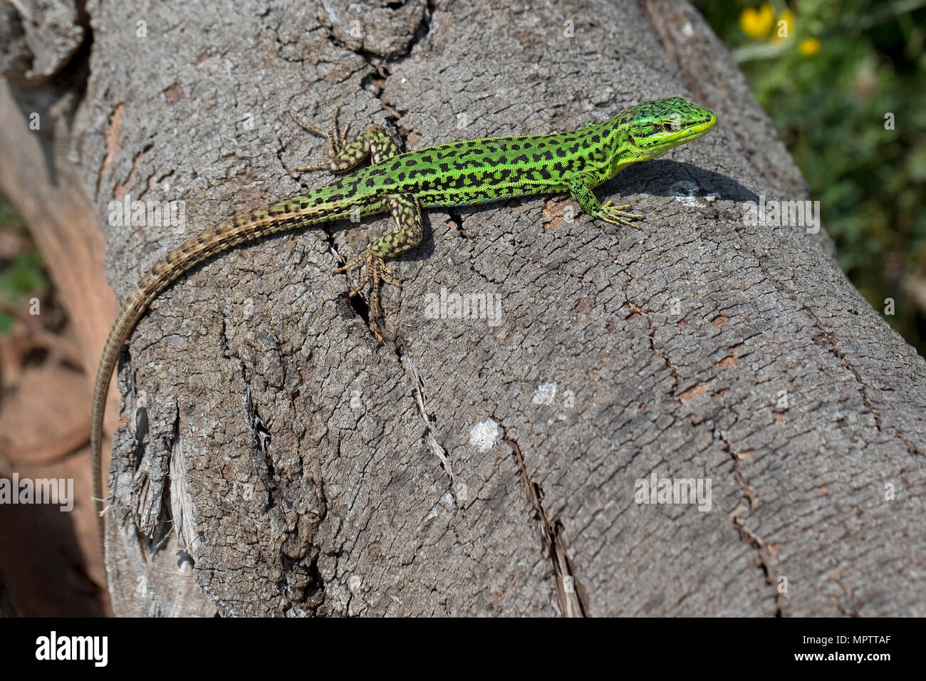 Sicilian Wall Lizard Hi Res Stock Photography And Images Alamy   Sicilian Wall Lizard Podarcis Waglerianus MPTTAF 