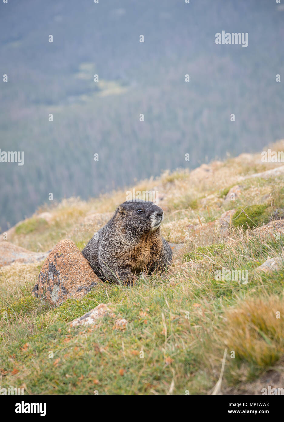 Yellow Bellied Marmot on the side of a mountain in Rocky Mountain National Park, Colorado. Stock Photo