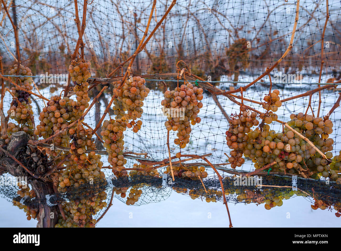 Canada,Ontario,NiagaraontheLake,grapes left on the vine for ice wine