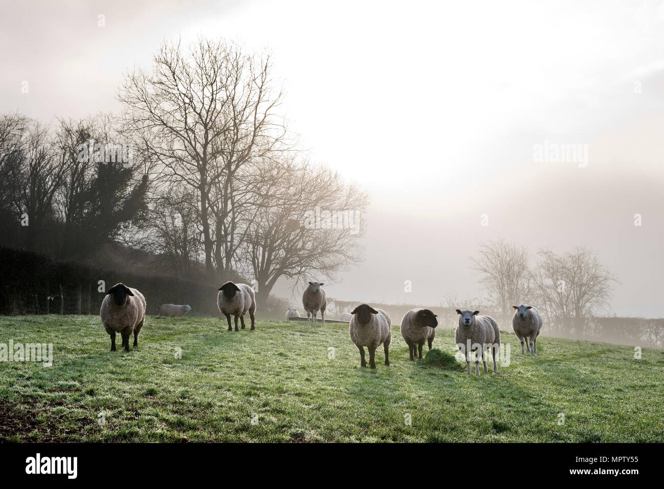 James o davies hires stock photography and images Alamy