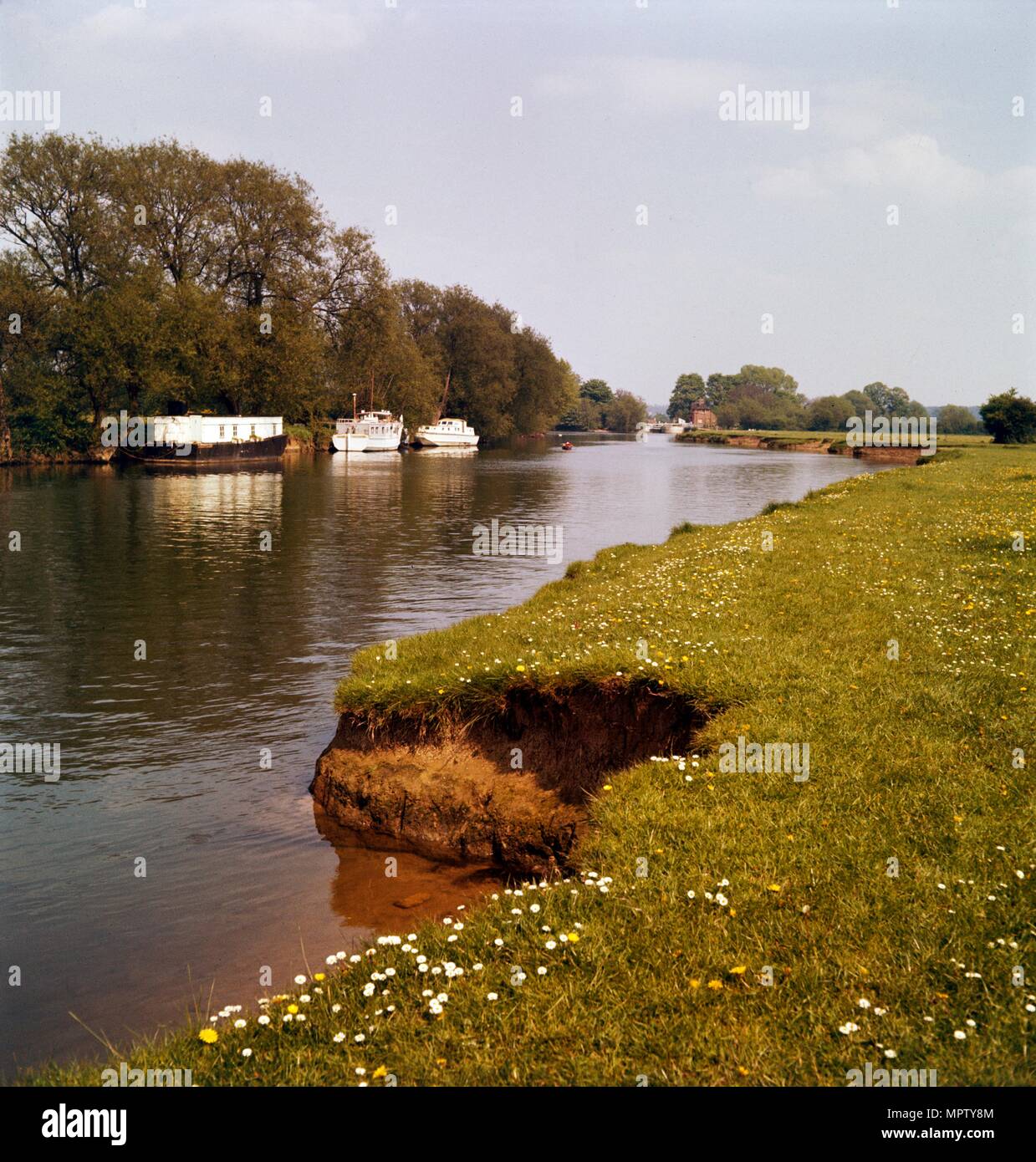 Riverbank with daisies, West Berkshire, late 1960s or early 1970s. Artist: John Gay. Stock Photo