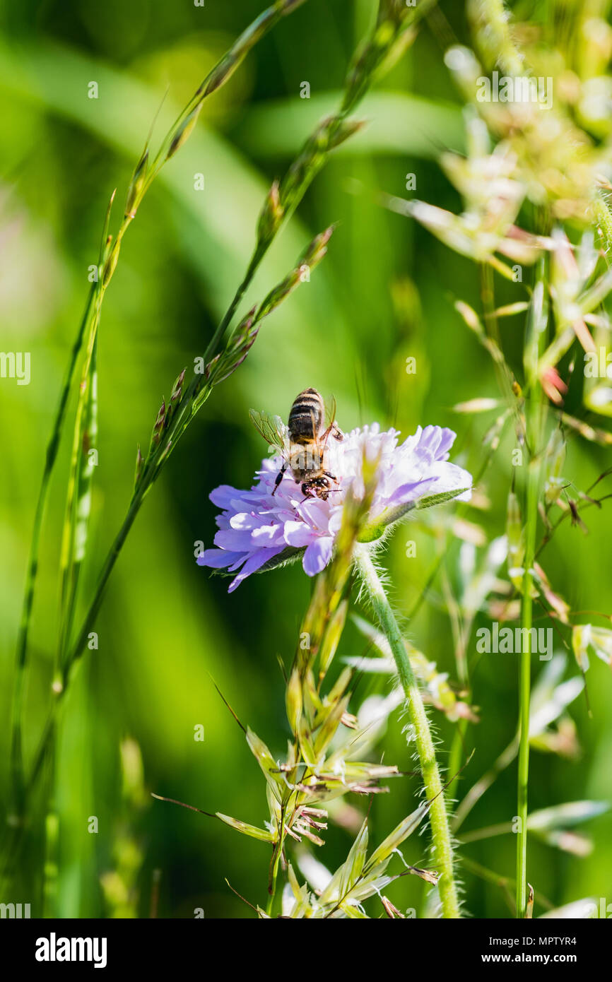Bumble Bee Pollen High Resolution Stock Photography and Images - Alamy