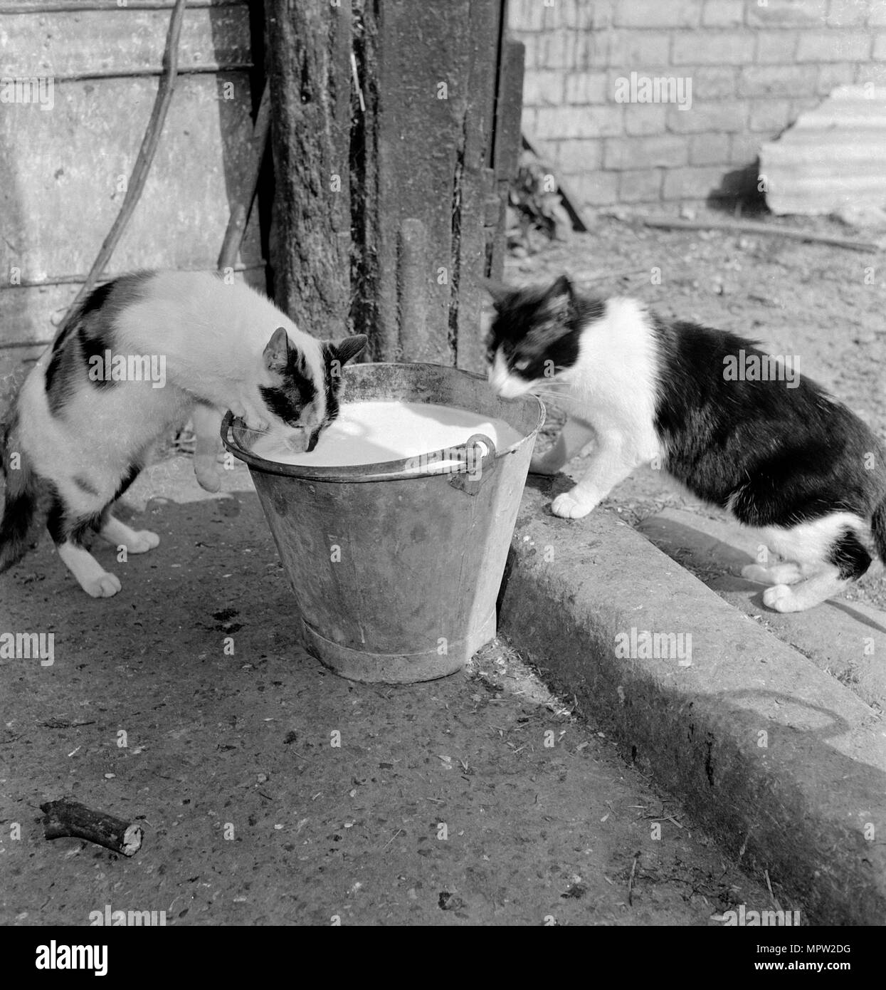 Two cats drinking from a pail of milk, Hertfordshire, 1950s-1960s. Artist: John Gay. Stock Photo